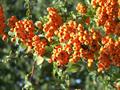 Sorbus aucuparia